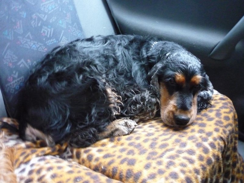 narodka boleslav 117.jpg